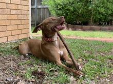 Load image into Gallery viewer, Penny's Cinnamon Hazelnut Coffee (12 oz): Whole Bean & Ground