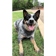 Load image into Gallery viewer, Bandit's Bali Blue Organic (12 oz) - Harvey Coffee Company