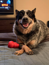 Load image into Gallery viewer, Bandit's Bali Blue Organic (12 oz) - Harvey Coffee Company