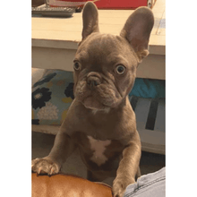 Load image into Gallery viewer, Birdie's French Roast Blend (12 oz) - Harvey Coffee Company