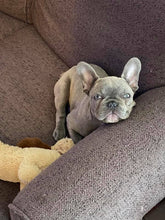 Load image into Gallery viewer, Birdie's French Roast Blend (12 oz) - Harvey Coffee Company