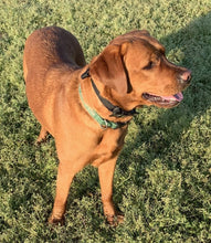 Load image into Gallery viewer, Daisy's La Diabla Roja Colombia (12 oz) - Harvey Coffee Company