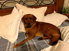 Load image into Gallery viewer, Daisy's La Diabla Roja Colombia (12 oz) - Harvey Coffee Company