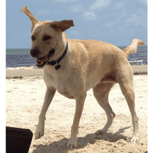 Load image into Gallery viewer, Katy Bug's French Vanilla Coffee (12 oz) - Harvey Coffee Company