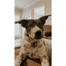 Load image into Gallery viewer, Moose's Mexico Organic (12 oz) - Harvey Coffee Company