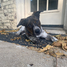 Load image into Gallery viewer, Moose's Mexico Organic (12 oz) - Harvey Coffee Company