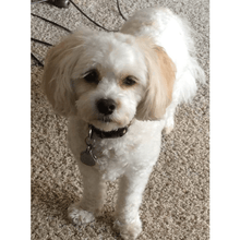 Load image into Gallery viewer, Pookie's Peru Decaf Organic (12 oz) - Harvey Coffee Company