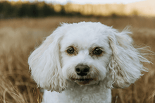 Load image into Gallery viewer, Pookie's Peru Organic (12 oz) - Harvey Coffee Company