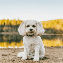 Load image into Gallery viewer, Pookie's Peru Organic (12 oz) - Harvey Coffee Company